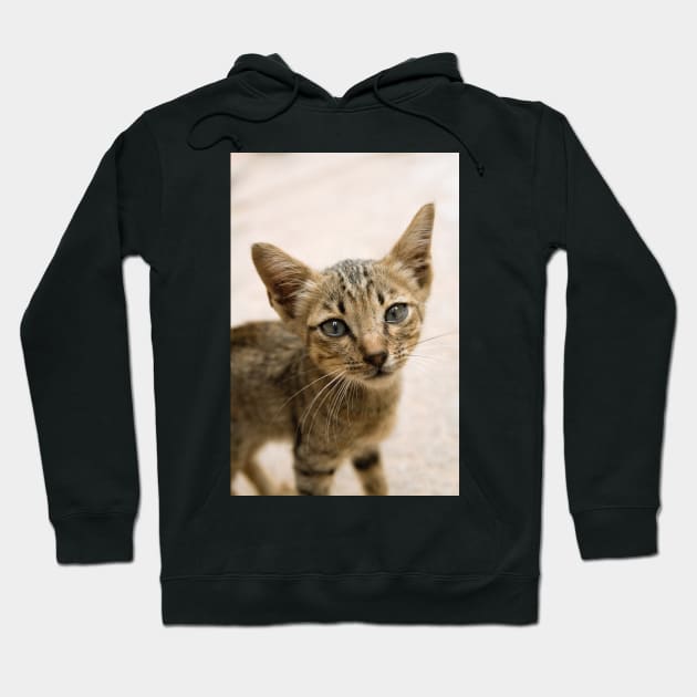 Tabby Kitten Hoodie by Kat C.